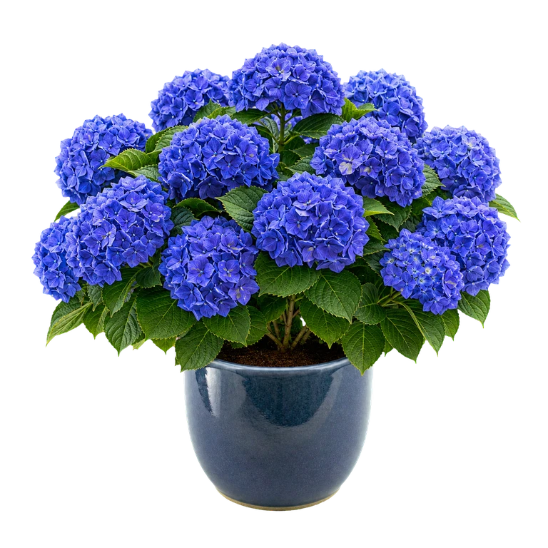 The app's blue hydrangea in full bloom