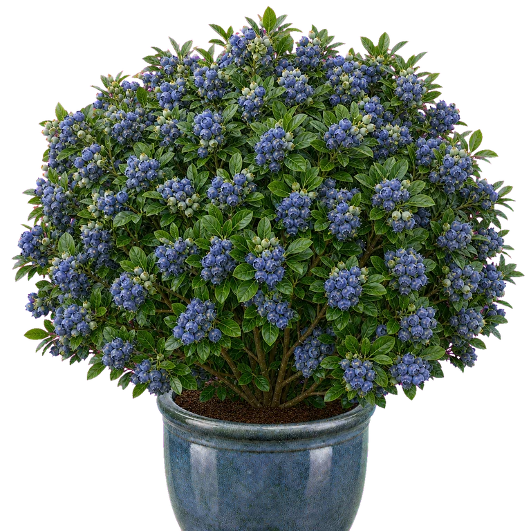 The app's blueberry bush heavy with ripe berries