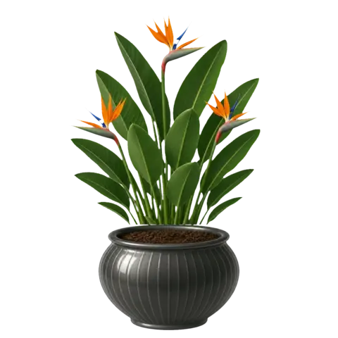 The app's bird of paradise plant with orange flowers