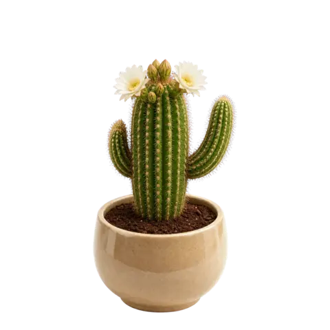 The app's desert cactus with a white flower