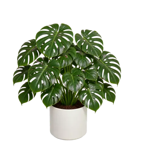 The app's monstera plant, lush and leafy