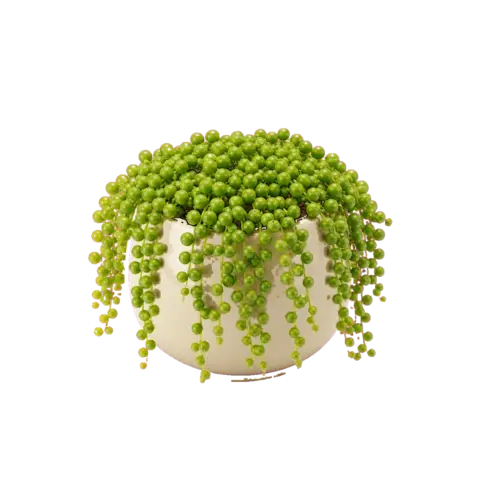 The app's string of pearls succulent spilling over its pot