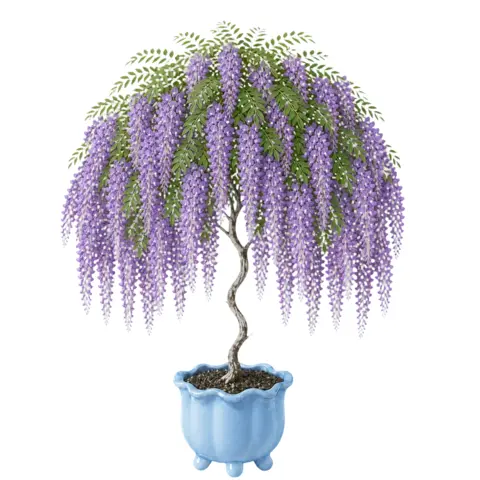 The app's wisteria in a cascade of purple flowers