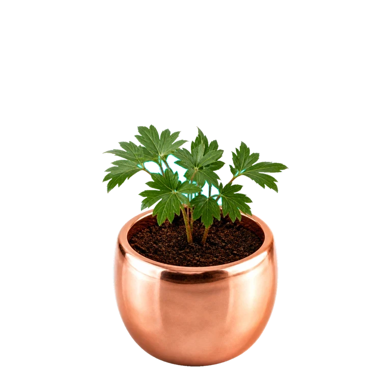The app's peony plant at stage 3 of 8: young feathery leaves