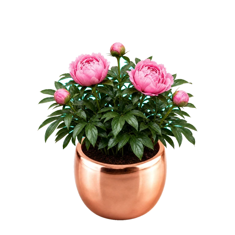 The app's peony plant at stage 4 of 8: a full mound of green foliage