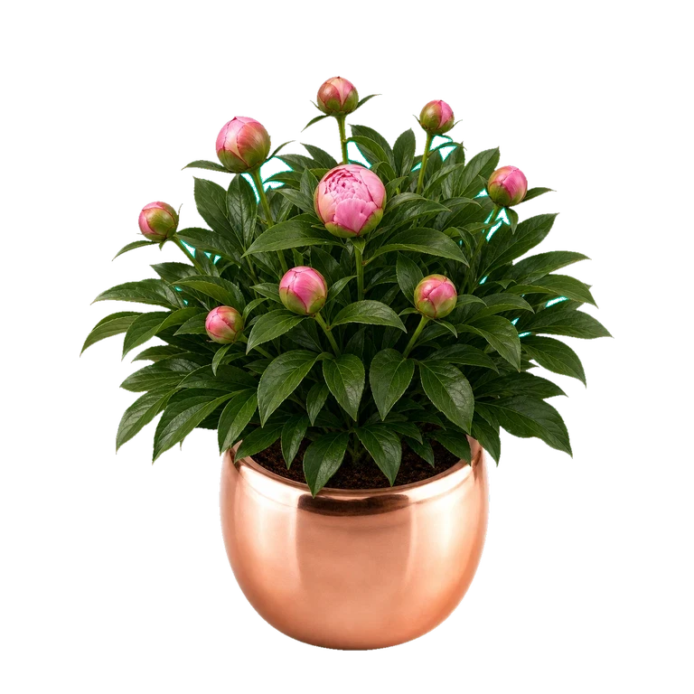 The app's peony plant at stage 5 of 8: first round pink buds