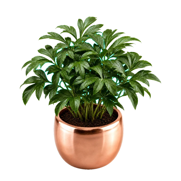 The app's peony plant at stage 6 of 8: pink blooms opening